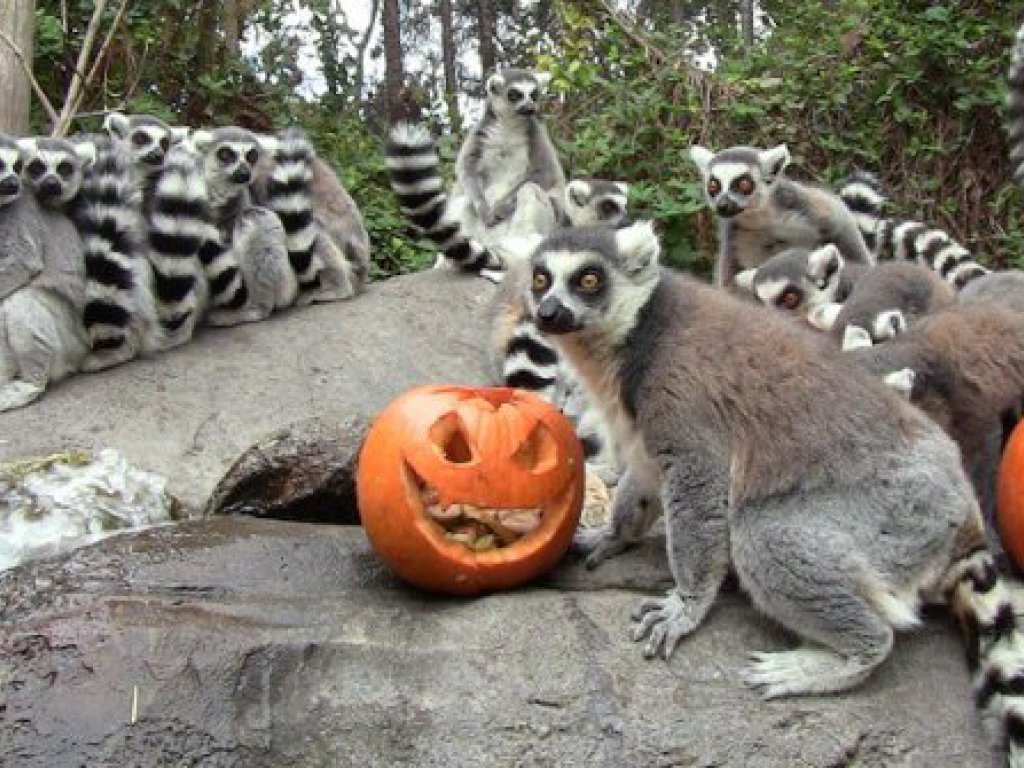 Faunia Halloween