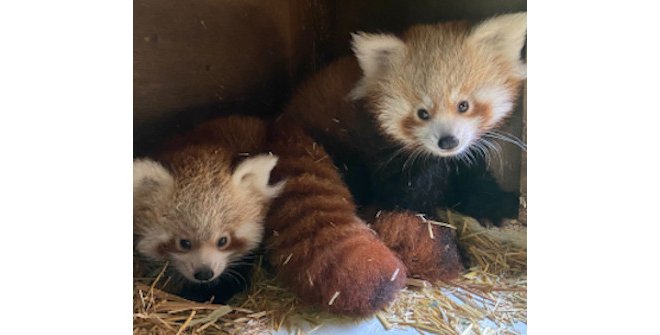 Malik y Marti, pandas rojos en el Zoo de Madrid