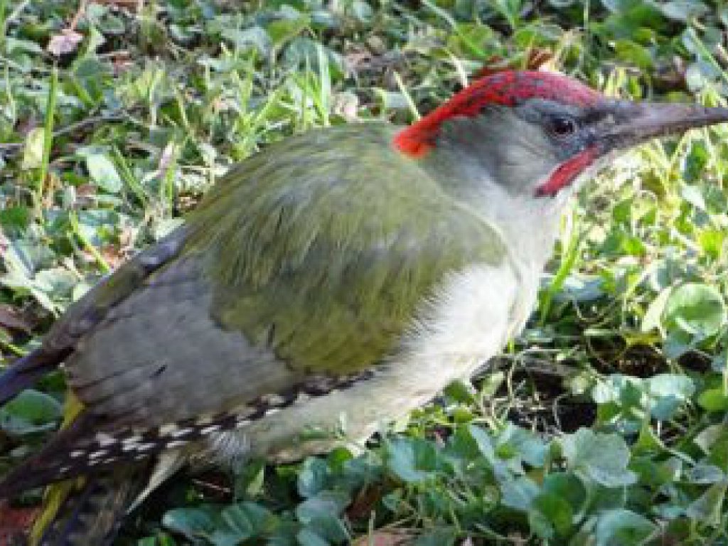 Aves en la Casa de Campo. Pito real (Picus viridis)